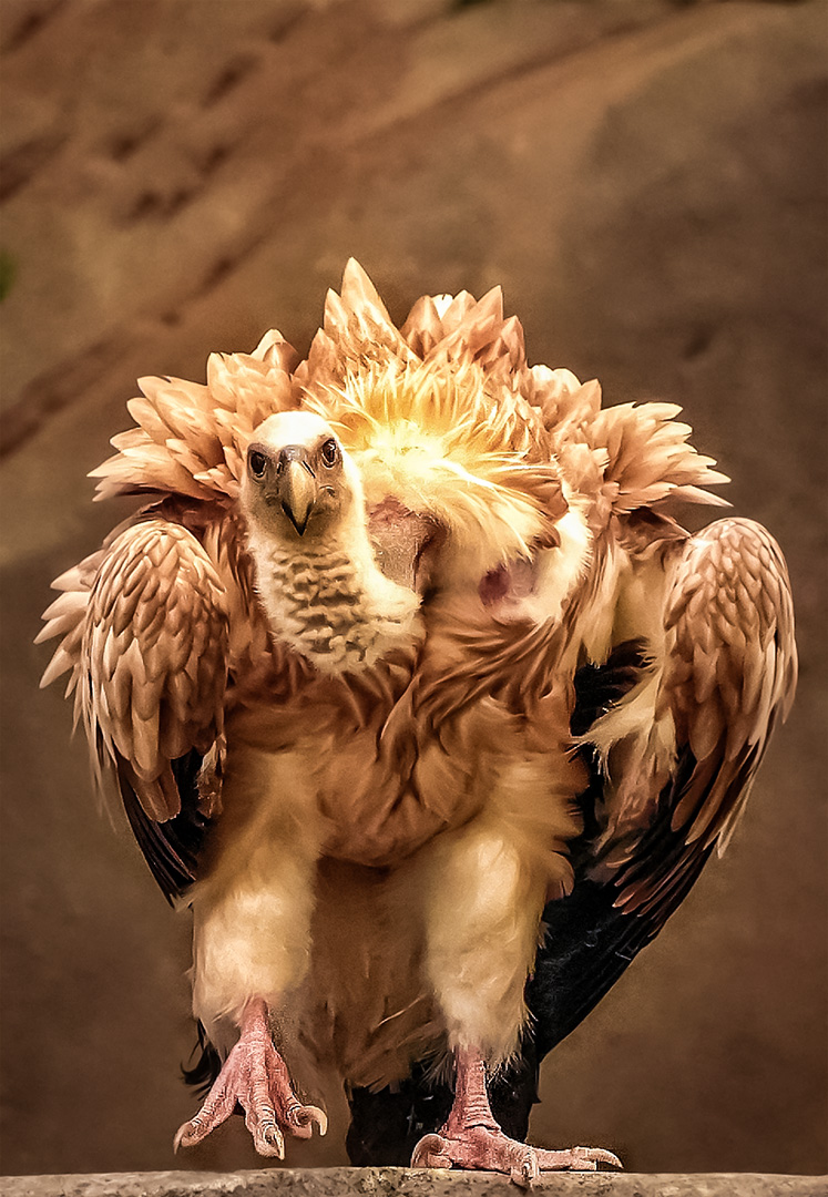 Ken Ang (Singapore) Culture Vulture